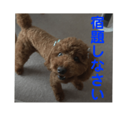 [LINEスタンプ] 可愛いトイプードルの日課（親子Ver.）ニケ