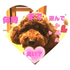 [LINEスタンプ] 可愛いトイプードルの日課 (親子Kids) ニケ
