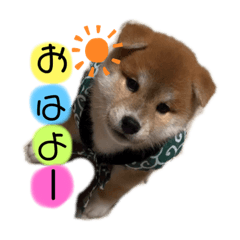 [LINEスタンプ] コロコロstamp