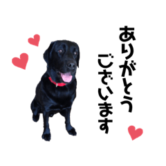 [LINEスタンプ] ブラックラブラドールレトリバーの日常
