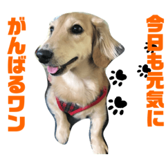 [LINEスタンプ] 毎日使えるモカスタンプ