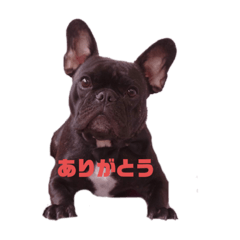 [LINEスタンプ] フレブルROY stamp⚐⚑