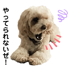 [LINEスタンプ] ピンク鼻のトイプーくうちん②
