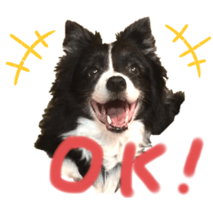 [LINEスタンプ] ボーダーコリー、チャッピー