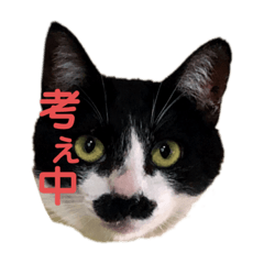 [LINEスタンプ] ハチワレヒゲ猫たまお