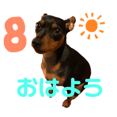 [LINEスタンプ] ミニチュアピンシャーの日常(続き)