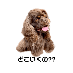 [LINEスタンプ] チョコッカー・ケリー3