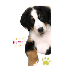 [LINEスタンプ] 第1弾留守番わんわん