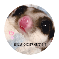 [LINEスタンプ] フクロモモンガの日常①