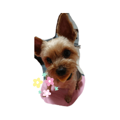 [LINEスタンプ] にこちゃんのすたんぷ。