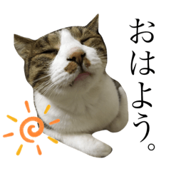 [LINEスタンプ] 気ままなピノの“使える日常会話”