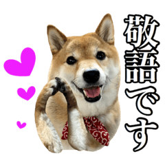 [LINEスタンプ] 毎日使える、柴犬こはるのスタンプ3 敬語編