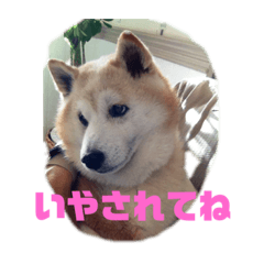 [LINEスタンプ] ギンと遊んでね