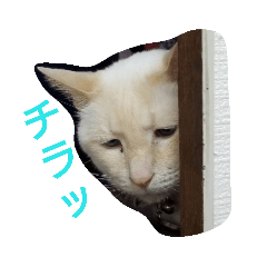 [LINEスタンプ] 困り猫まつこ2