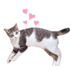 [LINEスタンプ] キジ白ネコちゃん