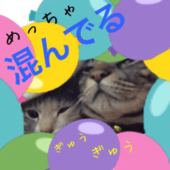 [LINEスタンプ] 猫にゃ・にゃ・にゃ！part10（夏Ver）
