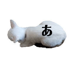 [LINEスタンプ] 白猫たまちゃん【あ〜り】