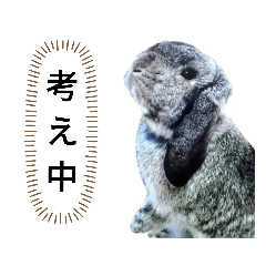 [LINEスタンプ] うさぎさんのロップ