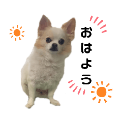 [LINEスタンプ] しょう＆ちい（チワワ）⑥