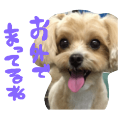 [LINEスタンプ] まるぷー❤️愛犬ベルちゃん4