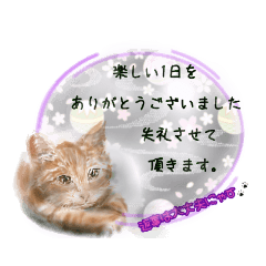 [LINEスタンプ] 和柄ねこ (大人敬語)