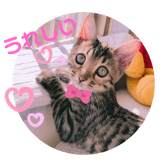 [LINEスタンプ] キキちゃんの毎日使えるスタンプ②