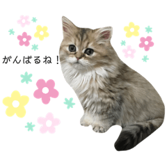 [LINEスタンプ] うちのにゃんず♡日常使い