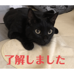 [LINEスタンプ] 黒猫の八雲