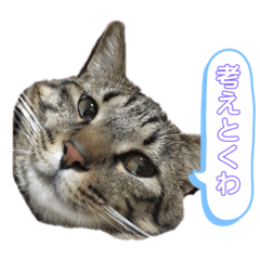 [LINEスタンプ] 猫の関西弁NICOさん