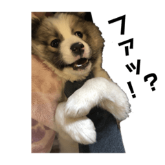 [LINEスタンプ] ベイビーふくさん