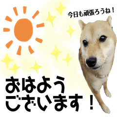 [LINEスタンプ] 大分県の豆柴めい＆ぶん
