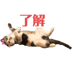 [LINEスタンプ] ねこ代表ドラみ達の日常使えるスタンプ