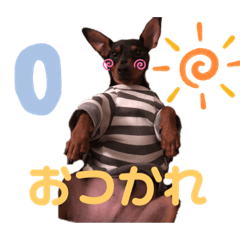 [LINEスタンプ] ミニチュアピンシャーの日常⑴
