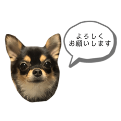 [LINEスタンプ] チワワのまろちゃん☆仕事用