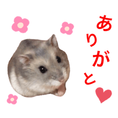 [LINEスタンプ] はなちゃんスタンプ♡♡