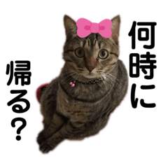 [LINEスタンプ] 猫のティアちゃん