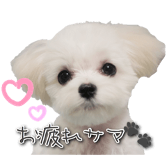 [LINEスタンプ] こむたんスタンプ