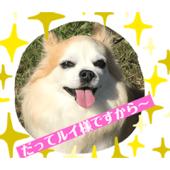 [LINEスタンプ] チワワのルイたん