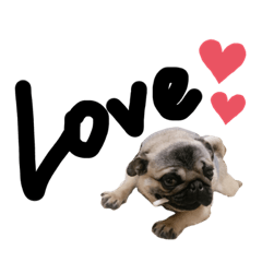 [LINEスタンプ] パグのぼんたスタンプ