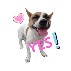 [LINEスタンプ] ジャックラッセルテリアの島風