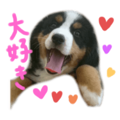 [LINEスタンプ] 普段使えるバニスタンプ