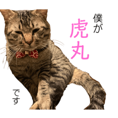 [LINEスタンプ] とらまるぅぅう