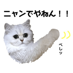 [LINEスタンプ] ペルシャ猫のほたてチャンと愉快な仲間達