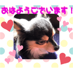 [LINEスタンプ] 我が家のかわいい愛犬めるたん2