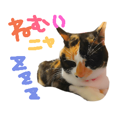 [LINEスタンプ] うちのねこ^._.^