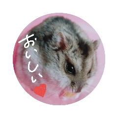 [LINEスタンプ] ジャンガリアンハムスターのツナ