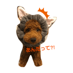 [LINEスタンプ] トイプーぐらの毎日スタンプ