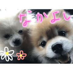 [LINEスタンプ] ポメラニアンはじめました②