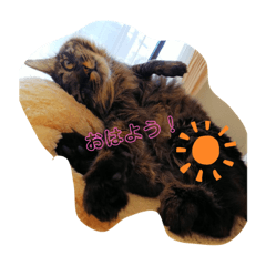 [LINEスタンプ] うちのにゃんこ マーブルちゃんいっぱい