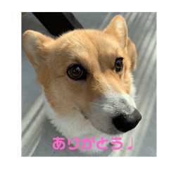 [LINEスタンプ] コーギー物語